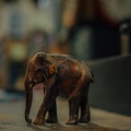 Jiden Kid - Elephant Kid