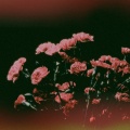 Flowers Dry