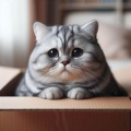 Mèo Béo Với Nỗi Cô Đơn
