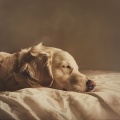 Calma Binaural: Sesiones Reconfortantes Para Perros