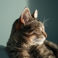 Guarida de música de gatos、Calma dichosa、Domenya - Serena Armonía Felina