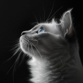 Pet’s Calming Sounds: Music for Relaxing Pets