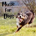 Music For Dogs、Music For Dogs Peace、Relaxing Puppy Music、Calm Pets Music Academy - Perfect Storm
