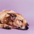 Trueno Para Perros: Sonidos Suaves De Tormenta Para Perros