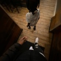 Zay5ive、STAR BANDZ - Yea Yea