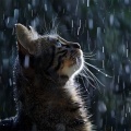 Música calmante para gatos、Sonido De Truenos y Lluvia、Zona de música de gatos - Canto Binaural De Pájaros Que Aman Los Gatos