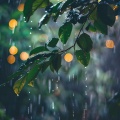 Tiempo de relajación natural、Canciones de cuna de pájaros、La fábrica de ritmos binaurales - Viento Suavemente Emplumado