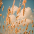 Nicole Palmer - And When Love Is Dead