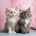 Ritmos Bigotudos: Música Juguetona Para Gatos