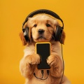 Ritmos Del Perro: Melodías Caninas Juguetonas