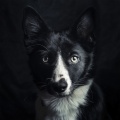 Melodías Cénit Para Mascotas: Música Para Animales Calmados