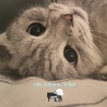 나의 사랑하는 고양이 (My Dear Cat)