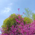 阿娣 - 花又落