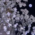 安小宁 - 一个人