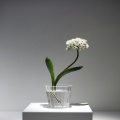 Flowerboy - Flow flower