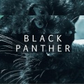 Veysigz - Black Panther