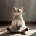 Días Tranquilos Del Gato: Sonidos Serenos Para Felinos