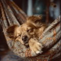 Música de ansiedad por separación de perros、Famosa música para perros、Corredor del Aura - Música De Cola Feliz