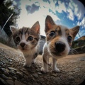 MascotasTotal Relax、Música feliz de la mañana、Quimera - Tiempo Tranquilo Para Mascotas