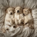 Ballena tranquila、Grillos virtuales - Mascotas Descansando Suavemente