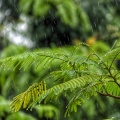 陈晓松 - 大自然的下雨声深度催眠