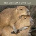 Capybara song