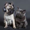 Ritmos Relajantes De Las Mascotas Música Para La Calma Animal