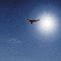 Still Steppin Pronto、Cire - Hawk Em (feat. Cire)(Radio Edit)