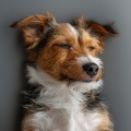 Música Pura Para Perros、Música Para Dormir A Los Perros、Dulces Sueños - Juego De Melodías Alegres Caninas