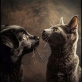 Peaceful Pets: Gentle Music for Pets