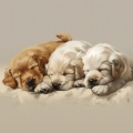 Musica-para-Relajar-Perros、Lista de reproducción para la hora de la cena、Cuatro túnicas - Vals Del Meneo Del Rabo