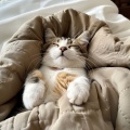 Teclas Para Gatitos: Tonos Suaves Para Gatos
