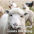 Nature Sounders、Natural Awakening、Wildlife Recordings、Sounds Of Nature、The Nature Songs、Worldwide Nature Studios、Peaceful Nature Sounds - Goat Melodies