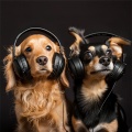 Infrasound System、Deep Pet Relaxation、Total Pet Relaxation - Playful Pets Melodic Time