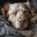 Calma A Tu Cachorro: Música Para La Relajación De Los Perros