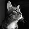Música Para Aliviar El Estrés、Gato Música Relajación、Gato Total Relax - Melodías Relajantes Para El Sueño De Los Gatos