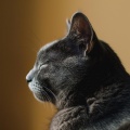 Música Para Gatos: Melodías Pacíficas De Mascotas