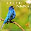 BS Sonidos de la naturaleza - Pajaros cantando