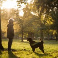 Melodías Lofi Para Perros: Ritmos Juguetones
