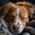 Melodías Caninas: Música Para Perros