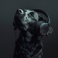 Música Para Perros: Sonidos Calmantes Relajan