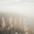 Taihaku - Fireflies at Dawn
