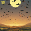 赵奇 - 鸿雁