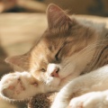 Cat Relaxing Master - Accessories