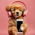 Coro Canino: Música Juguetona Para Perros