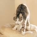 Cat Relaxing Master - Eliminating