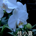 佳小夏、月亮失约了 - 在加纳共和国离婚 (你还爱我吗))(Live)