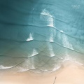 Palm Sea Selecta - Cocco