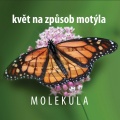 Molekula - Rok