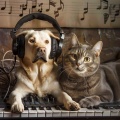 Music for Pets: Relaxing Animal Harmonies